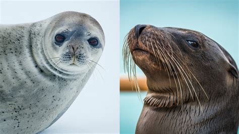 are sea lions similar to dogs